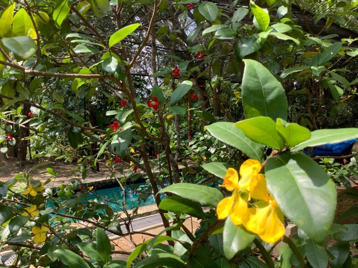 Mind Body And Soul Hotel ดัมบูลลา ภายนอก รูปภาพ